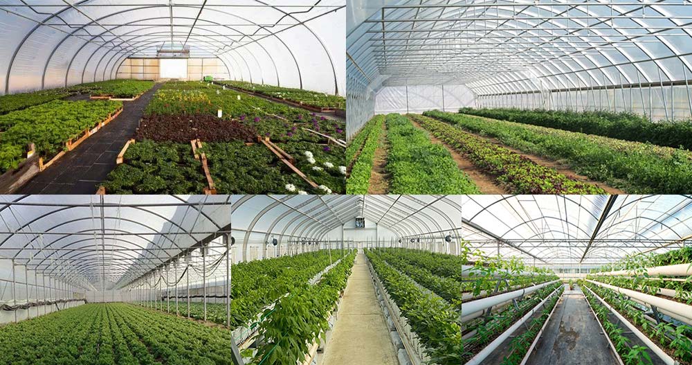 seedling cultivation greenhouse